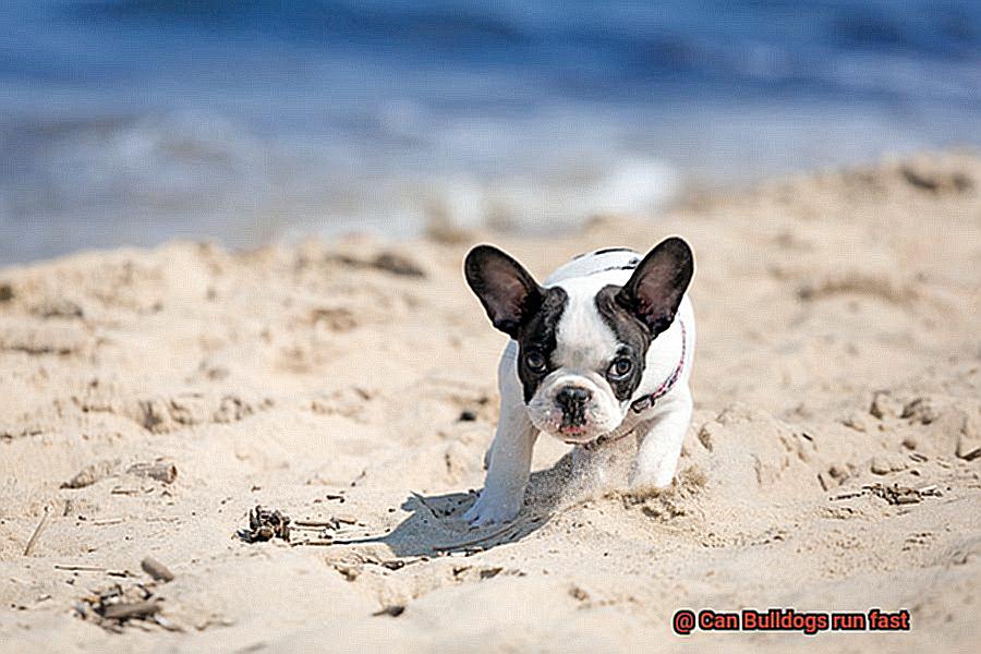 Can Bulldogs run fast-4