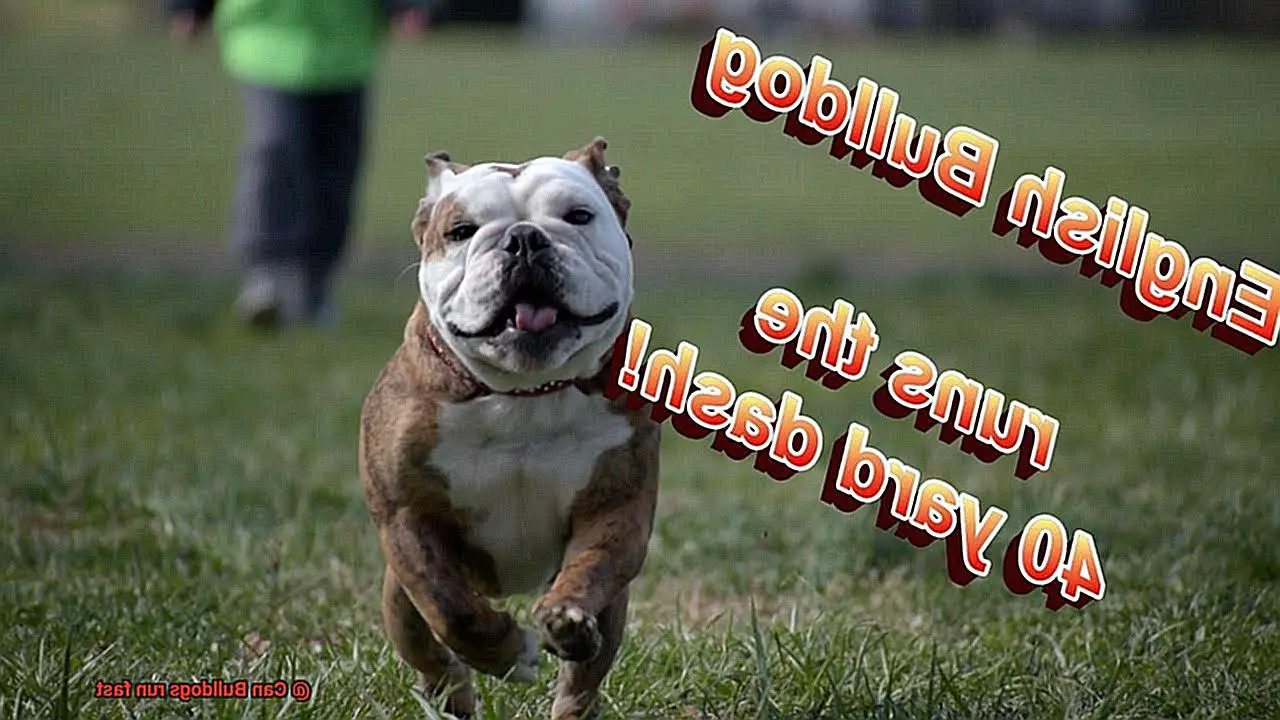 Can Bulldogs run fast-2