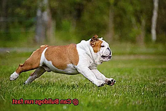 Can Bulldogs run fast-3