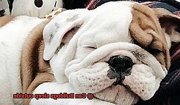 Can Bulldogs sleep outside-2