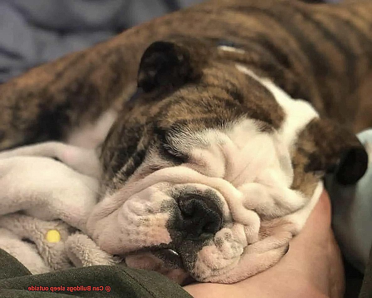 Can Bulldogs sleep outside-4