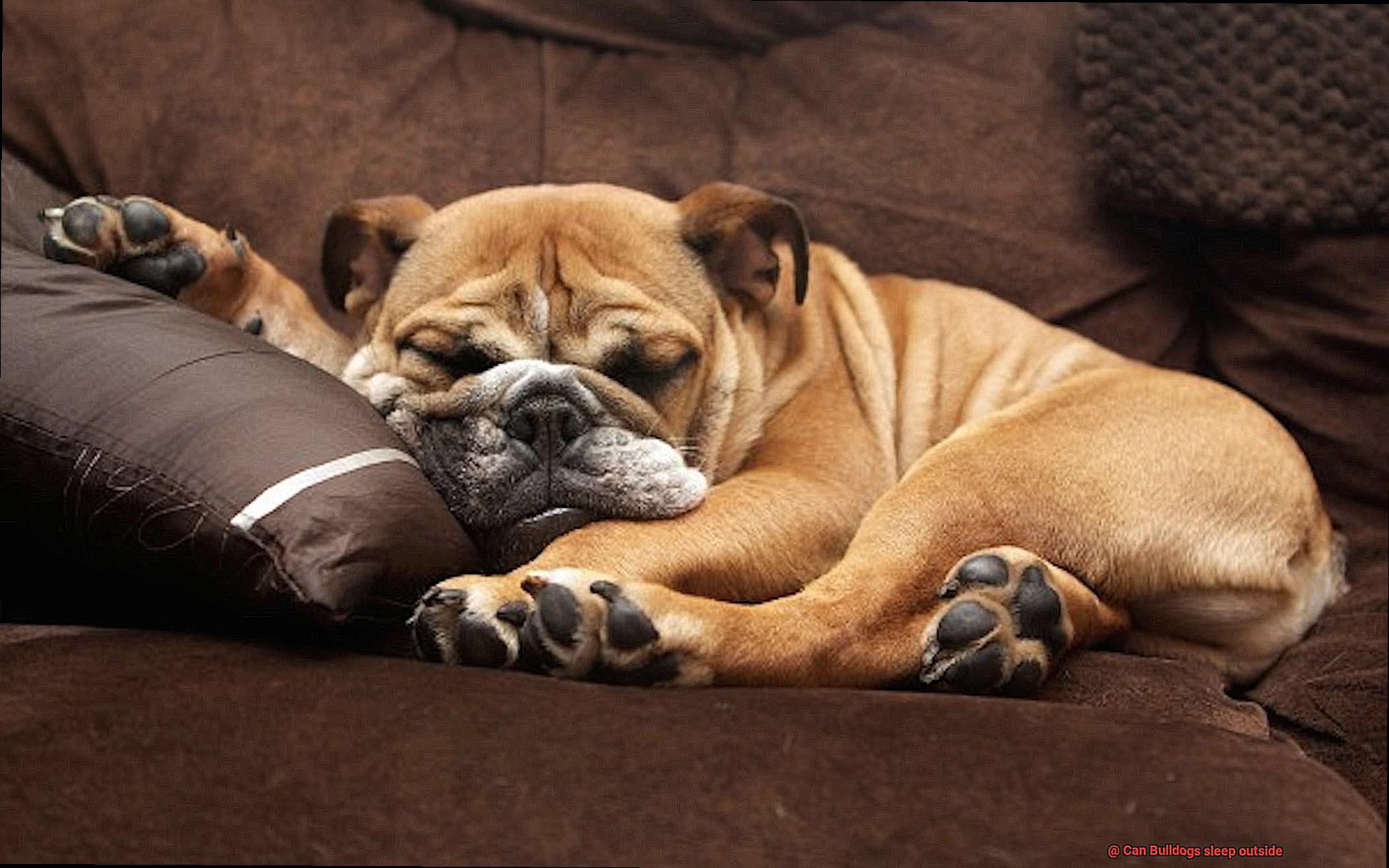 Can Bulldogs sleep outside-3