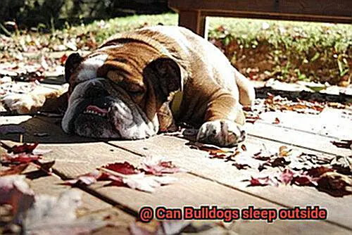 Can Bulldogs sleep outside-6