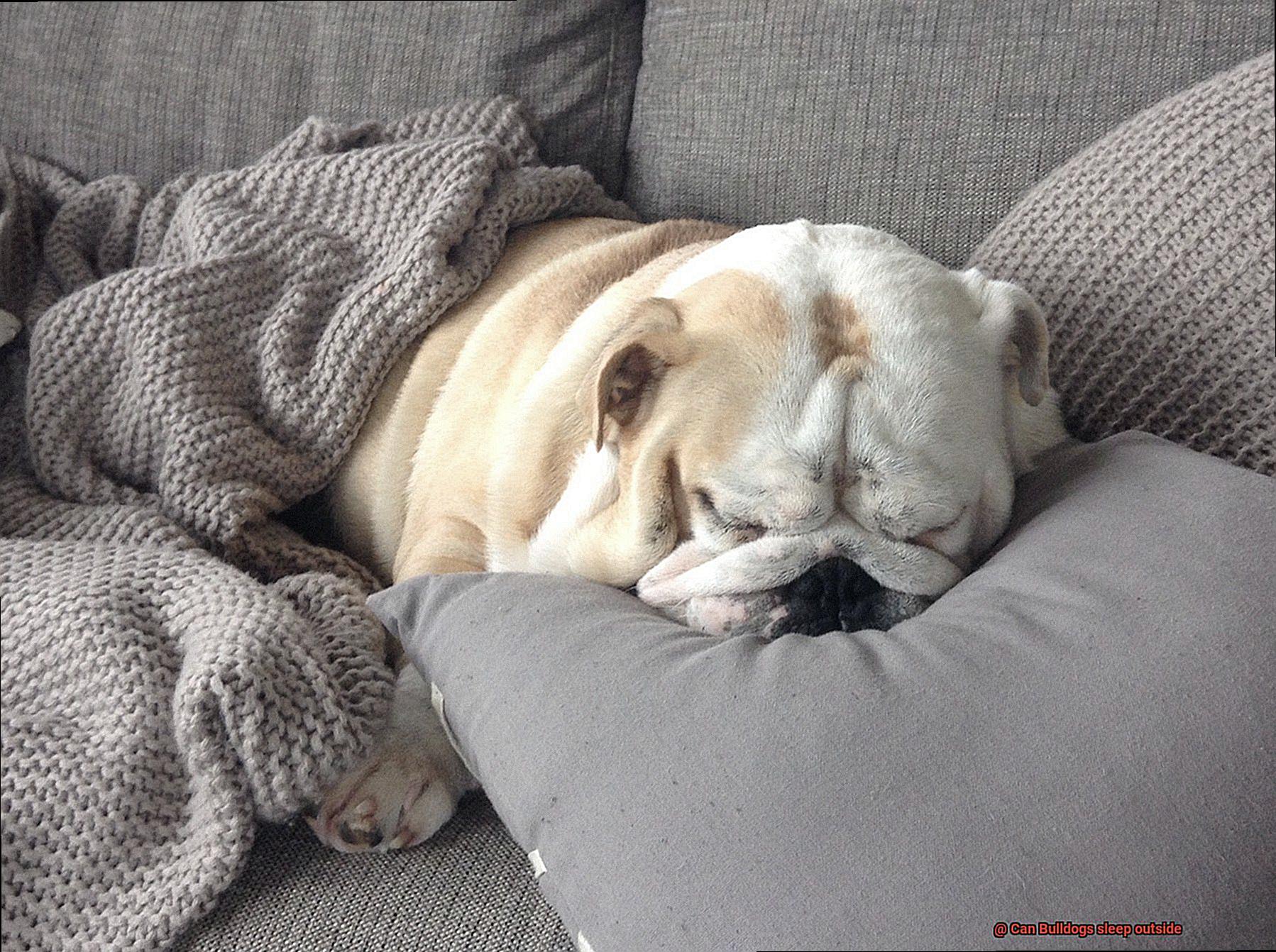 Can Bulldogs sleep outside-5