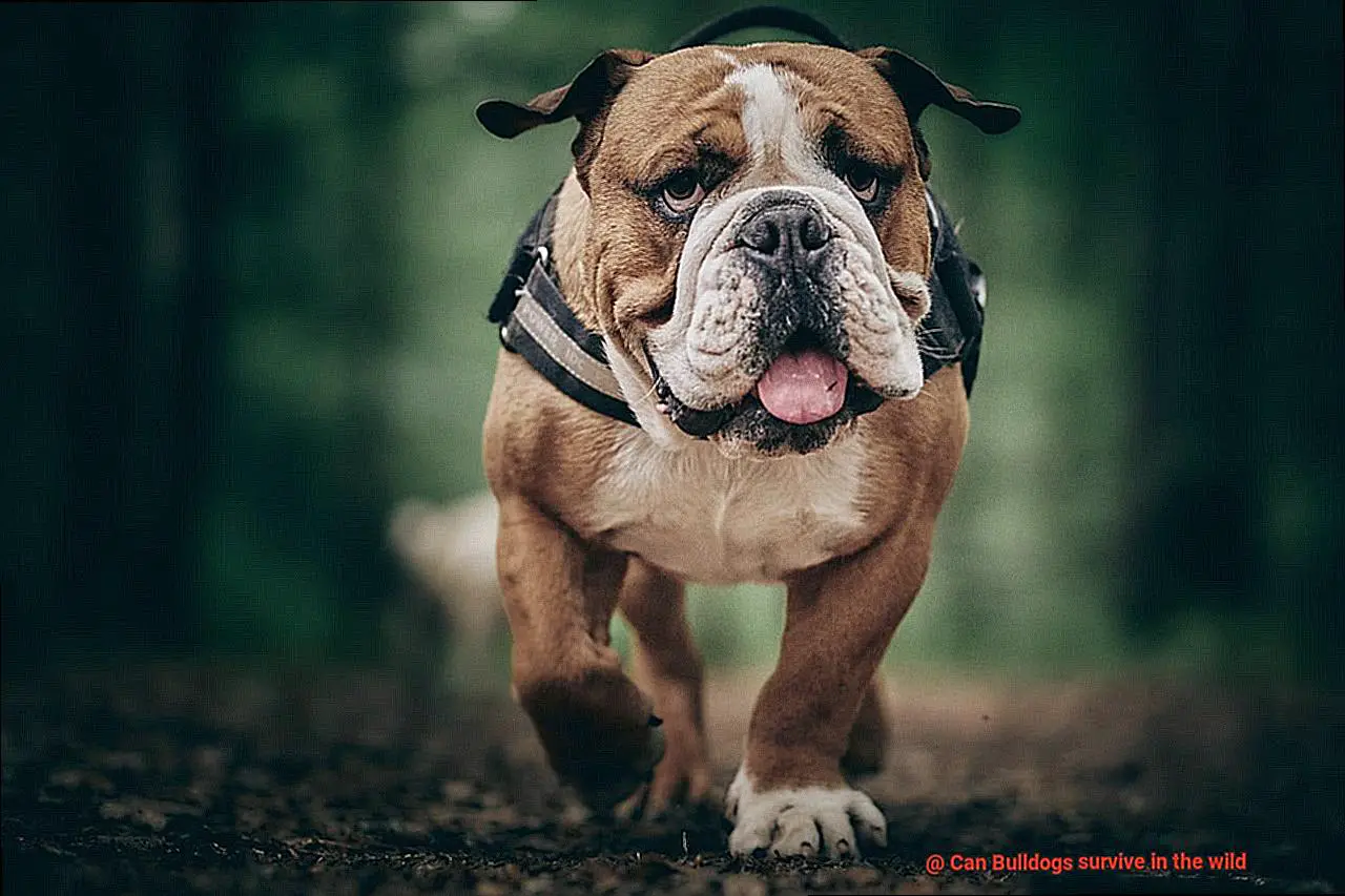 Can Bulldogs survive in the wild-5