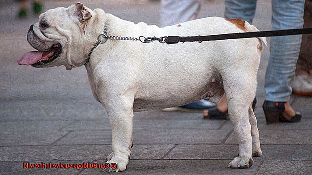 Can Bulldogs survive in the wild-3