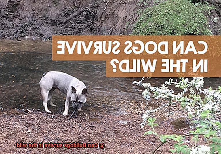 Can Bulldogs survive in the wild-6