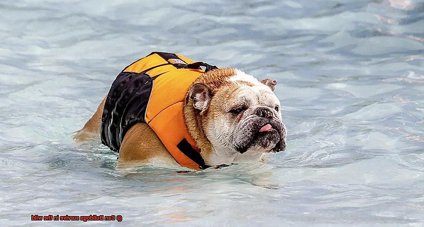 Can Bulldogs survive in the wild-4
