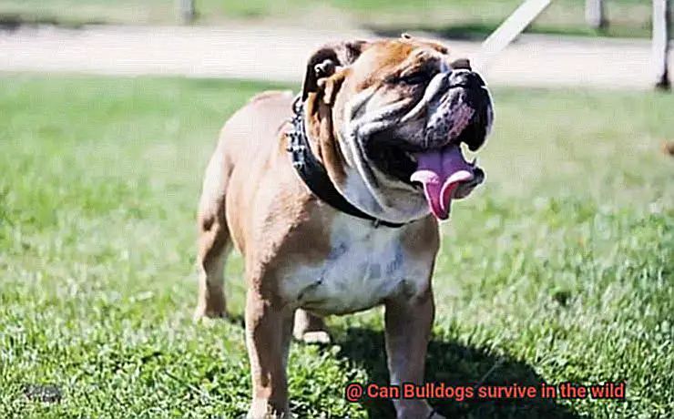Can Bulldogs survive in the wild-7