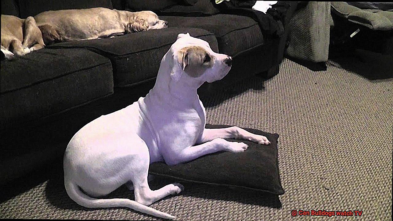 Can Bulldogs watch TV-6