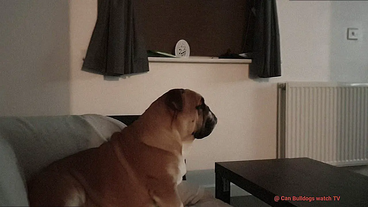 Can Bulldogs watch TV-5