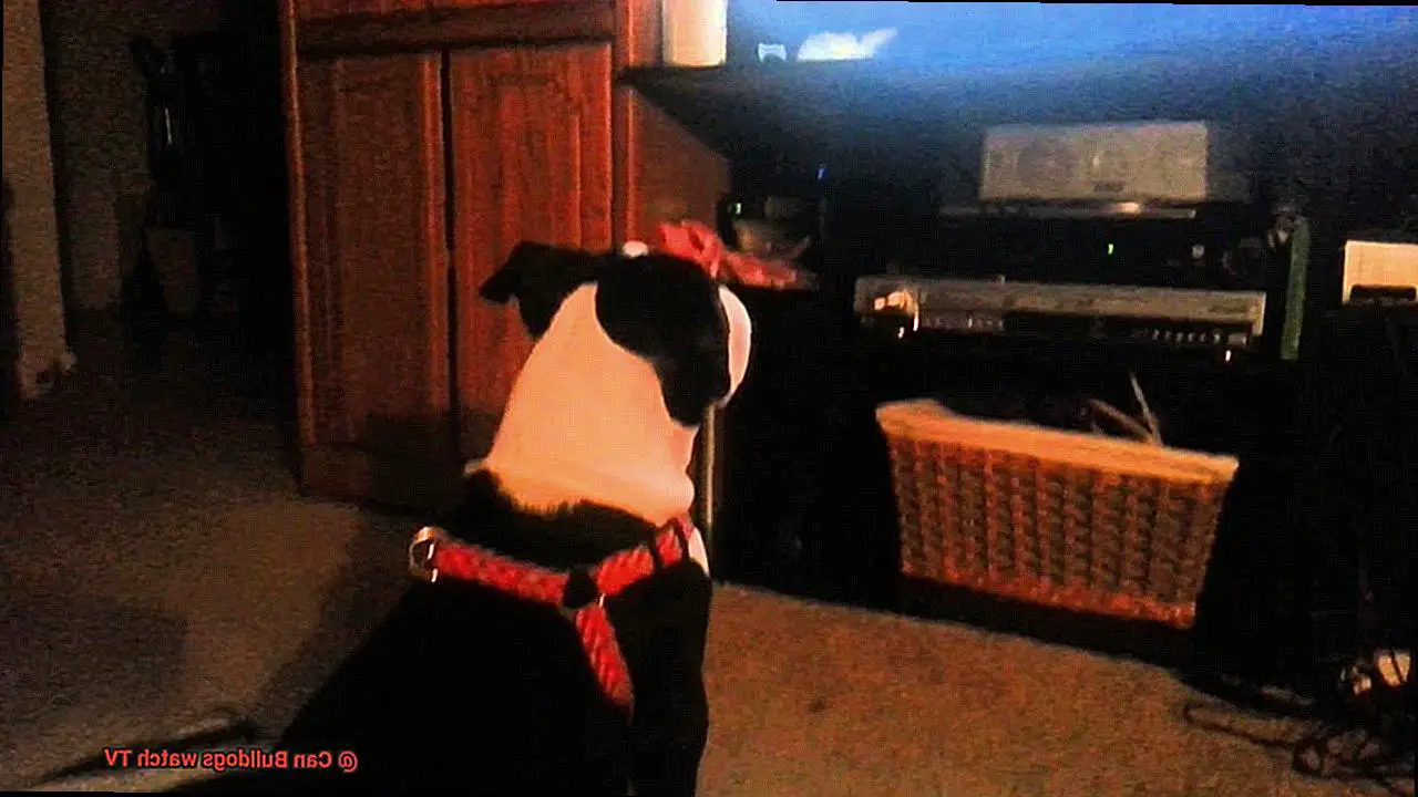 Can Bulldogs watch TV-8