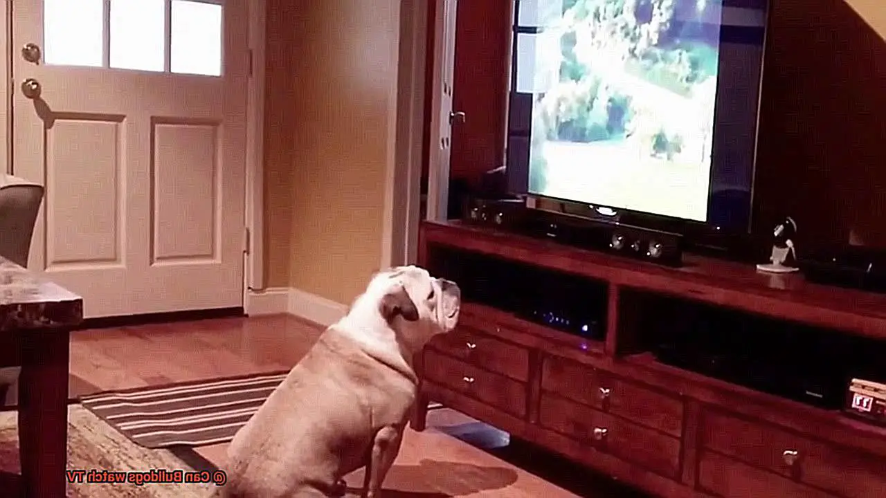 Can Bulldogs watch TV-2