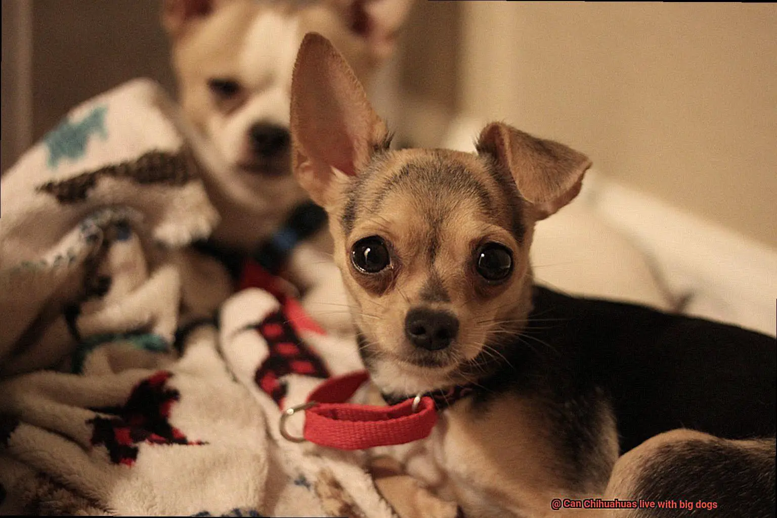 Can Chihuahuas live with big dogs-3