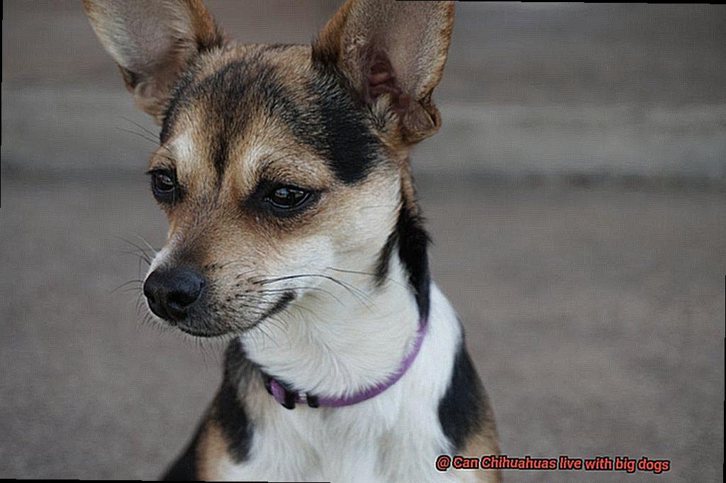 Can Chihuahuas live with big dogs-2