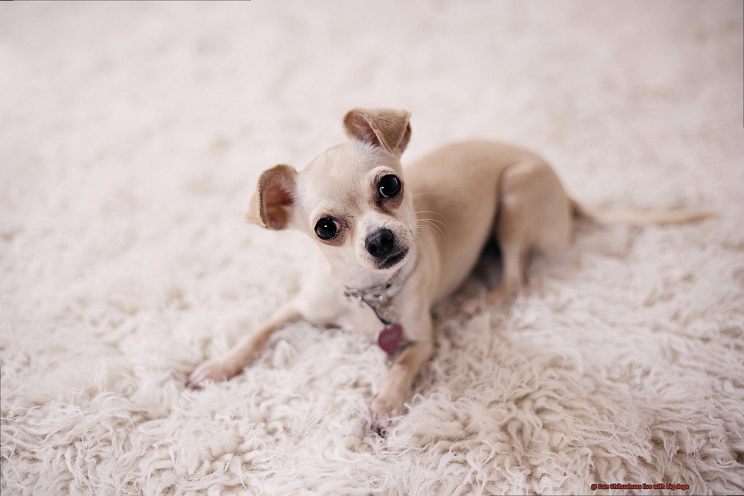 Can Chihuahuas live with big dogs-5