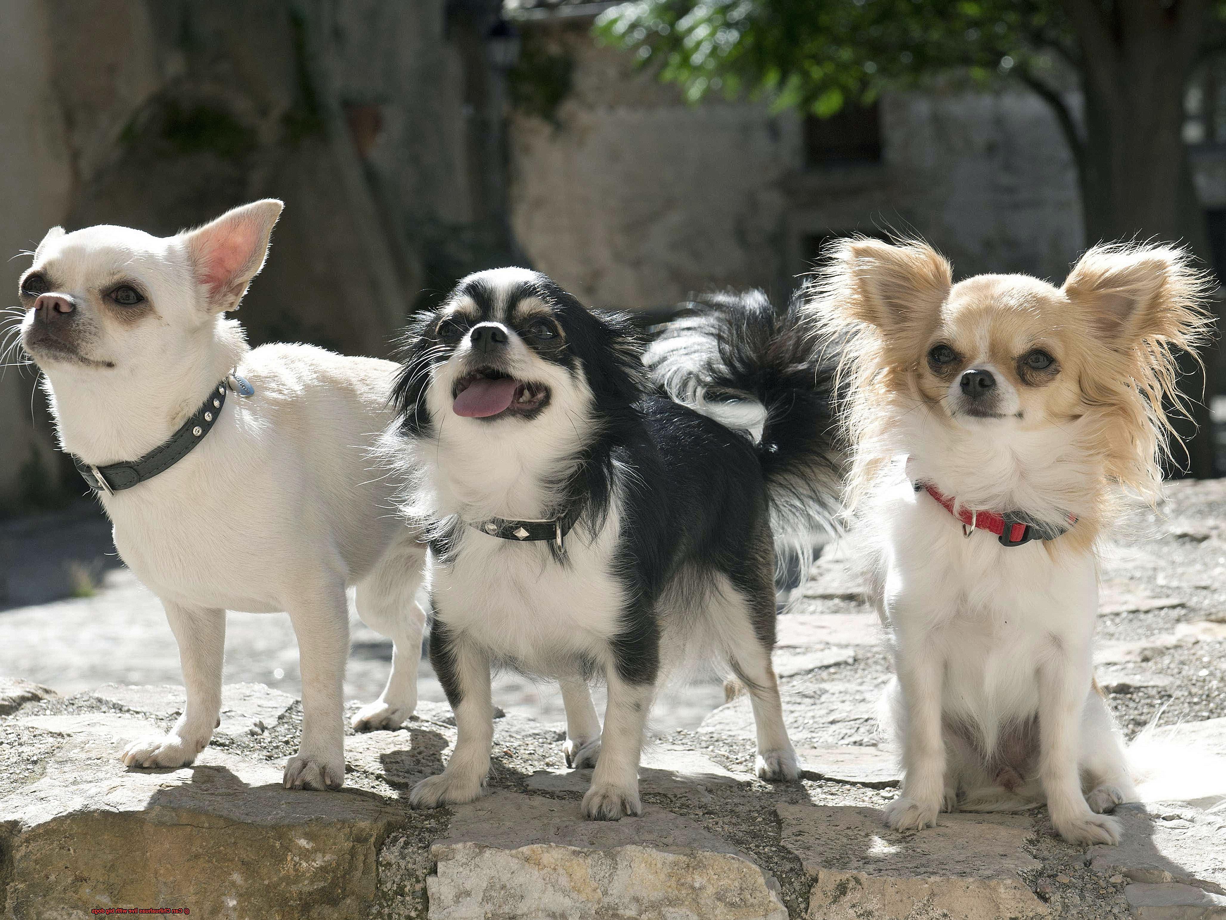 Can Chihuahuas live with big dogs-6