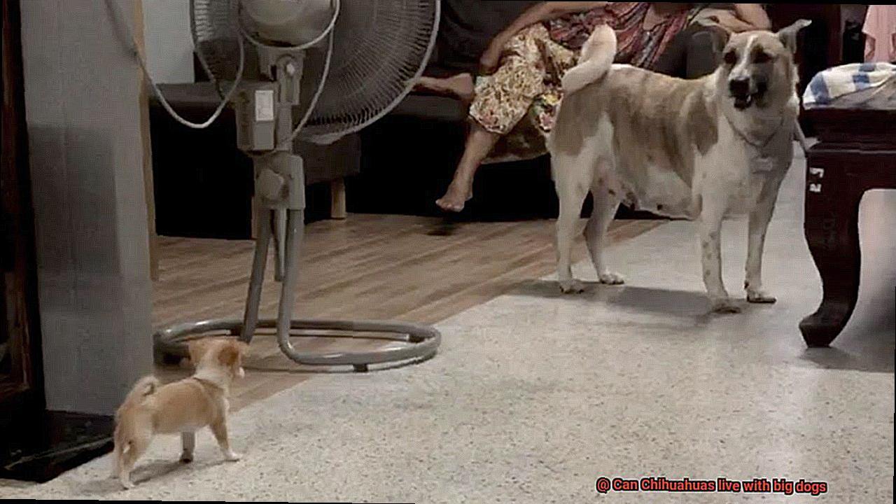 Can Chihuahuas live with big dogs-4