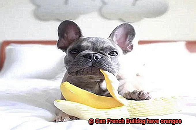 Can French Bulldog have oranges-3