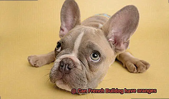 Can French Bulldog have oranges-2