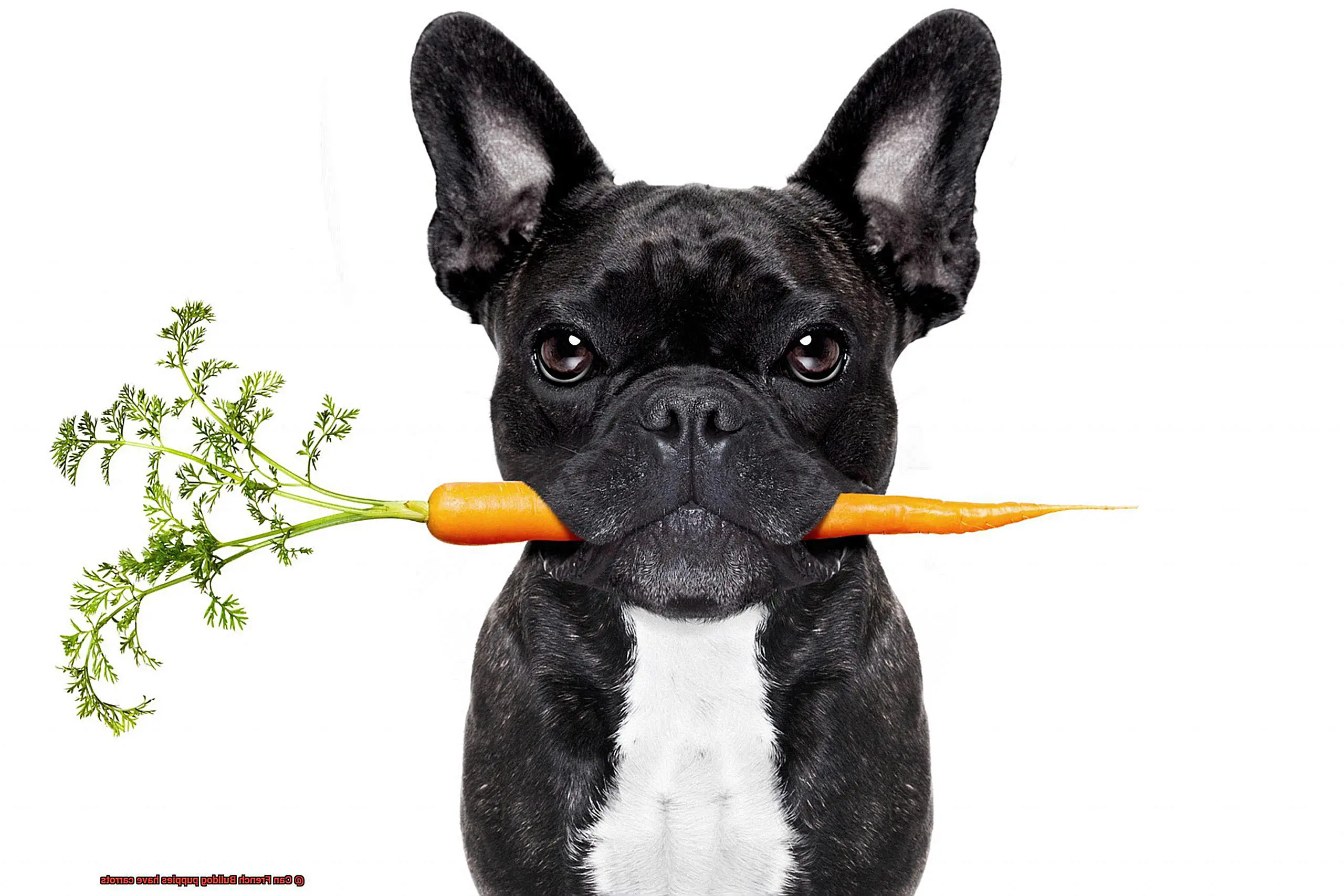 Can French Bulldog puppies have carrots-4