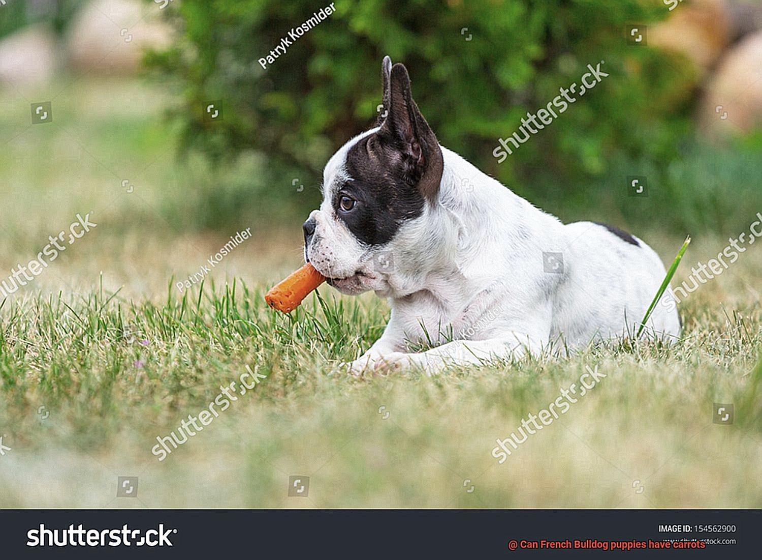 Can French Bulldog puppies have carrots-3