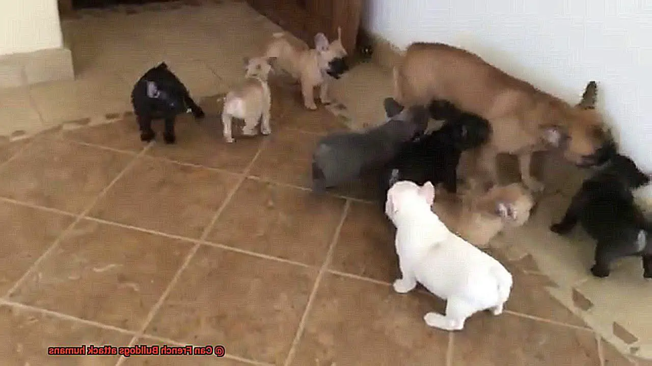 Can French Bulldogs attack humans-2