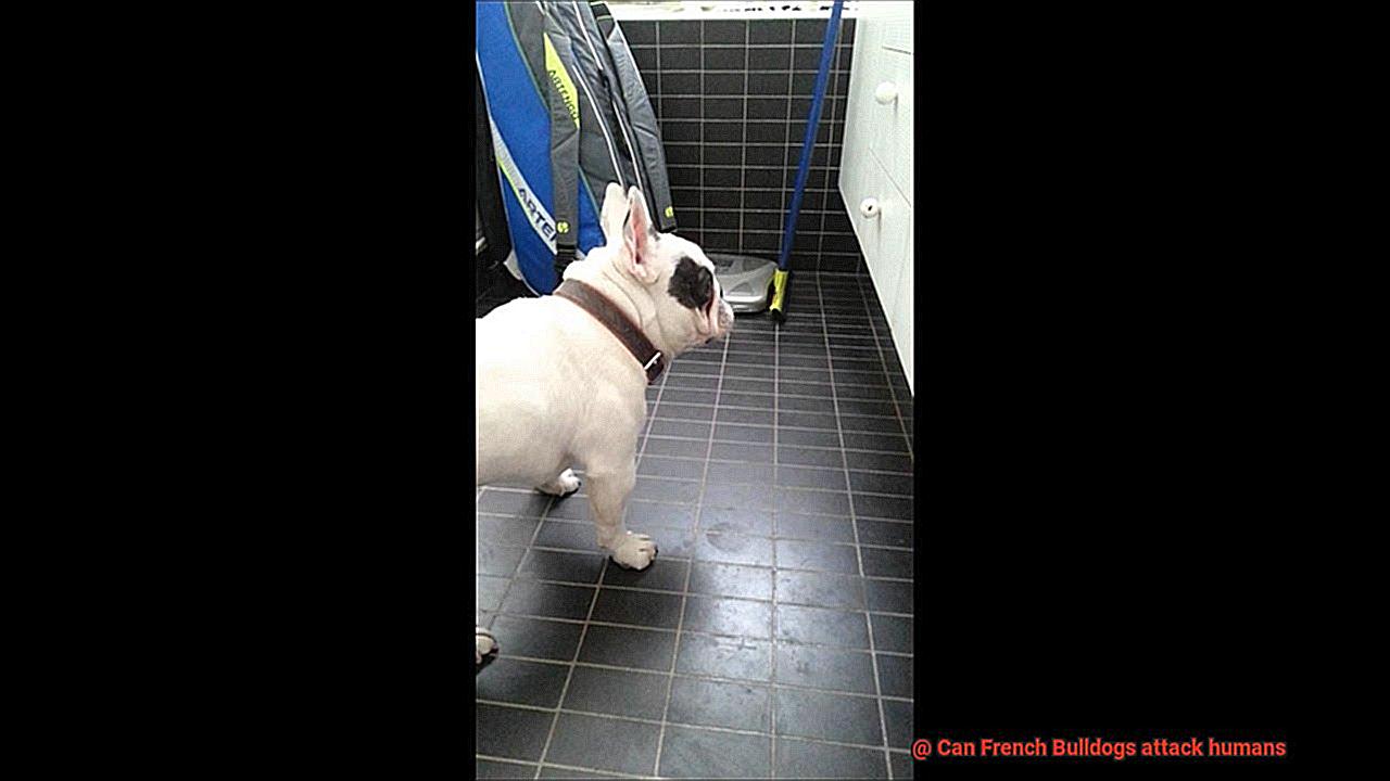 Can French Bulldogs attack humans-3