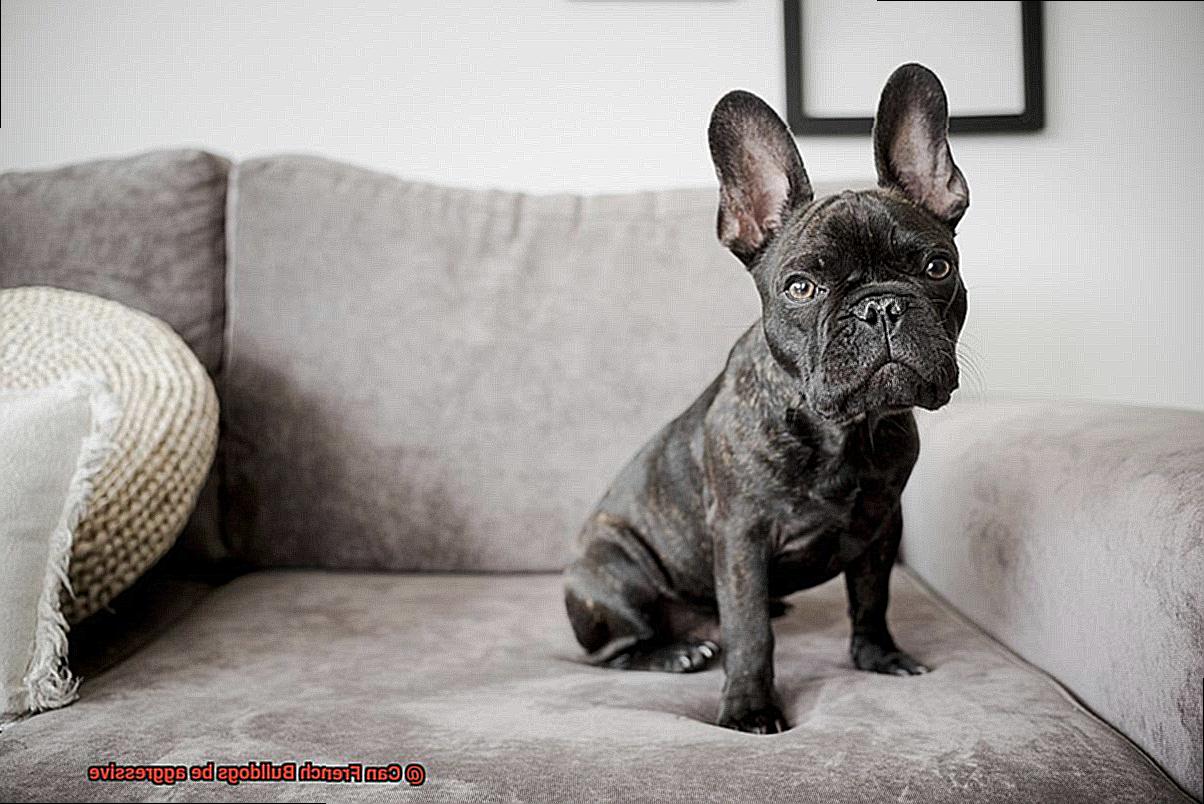 Can French Bulldogs be aggressive-2