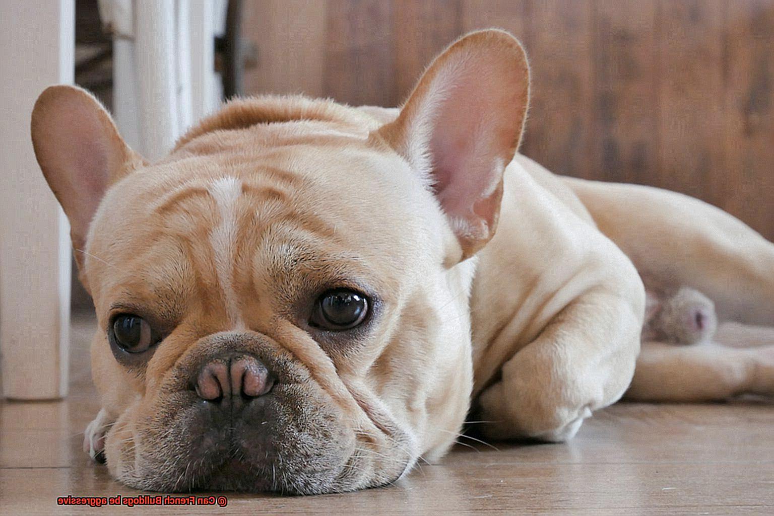 Can French Bulldogs be aggressive-5