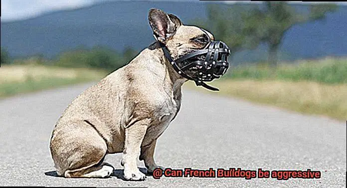Can French Bulldogs be aggressive-4