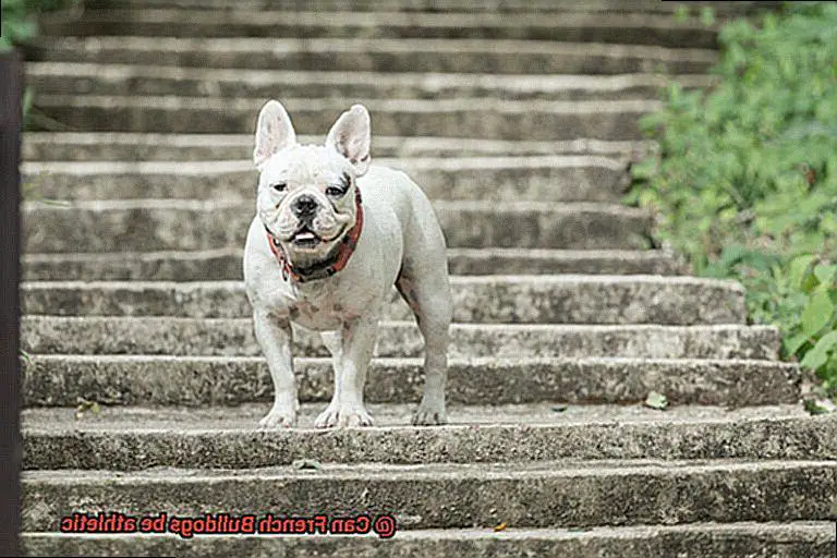 Can French Bulldogs be athletic-5