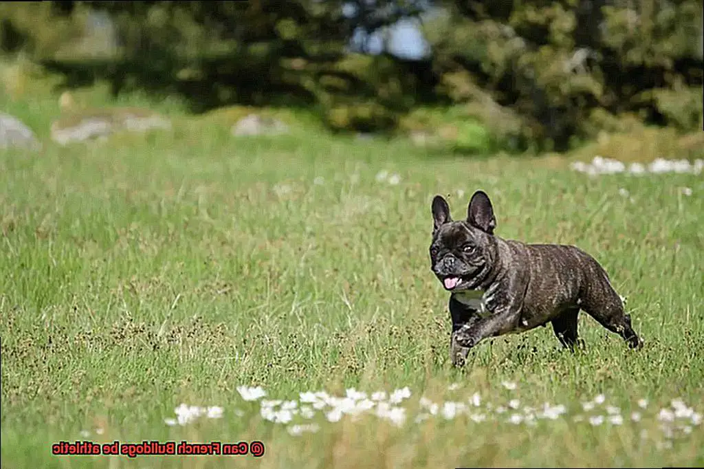 Can French Bulldogs be athletic-3