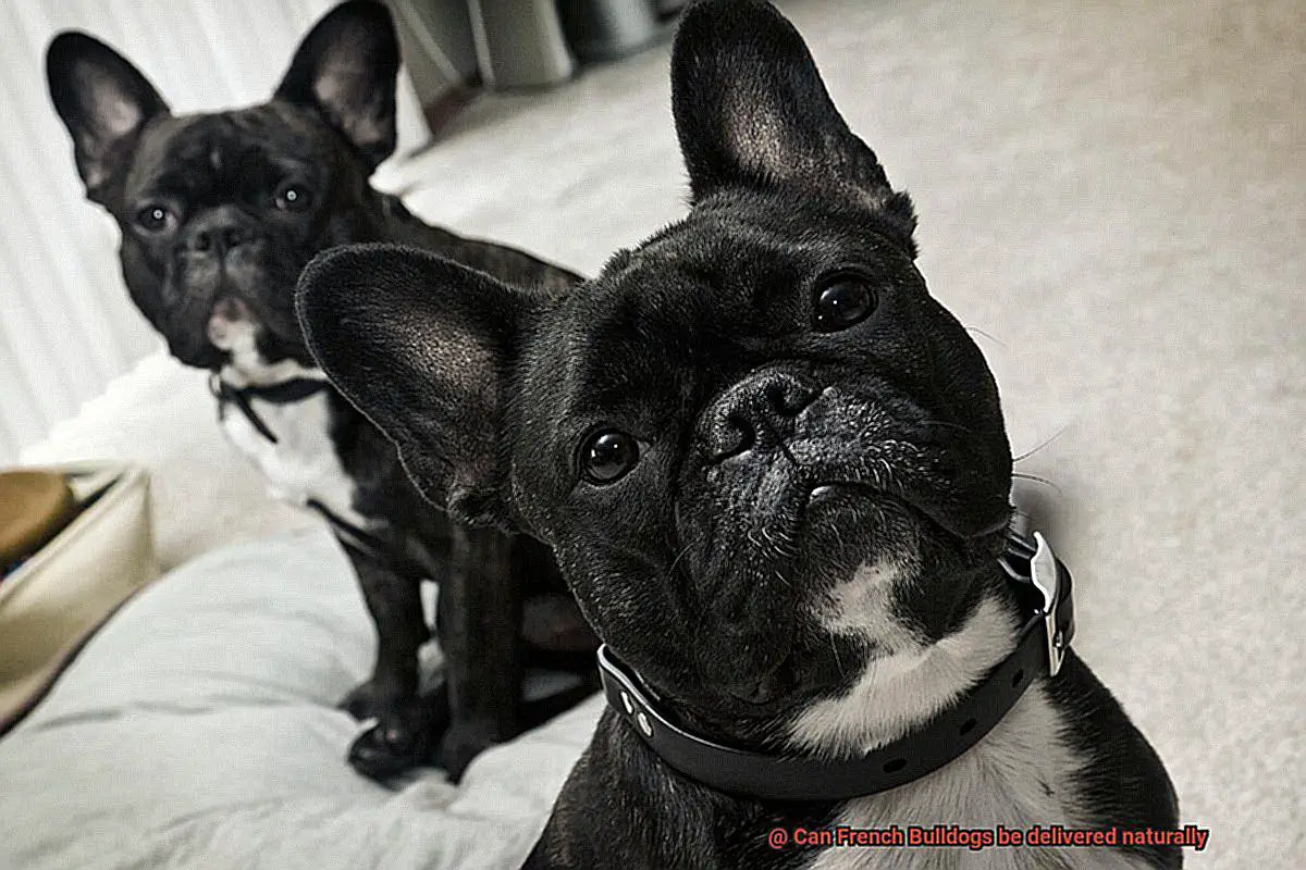 Can French Bulldogs be delivered naturally-5