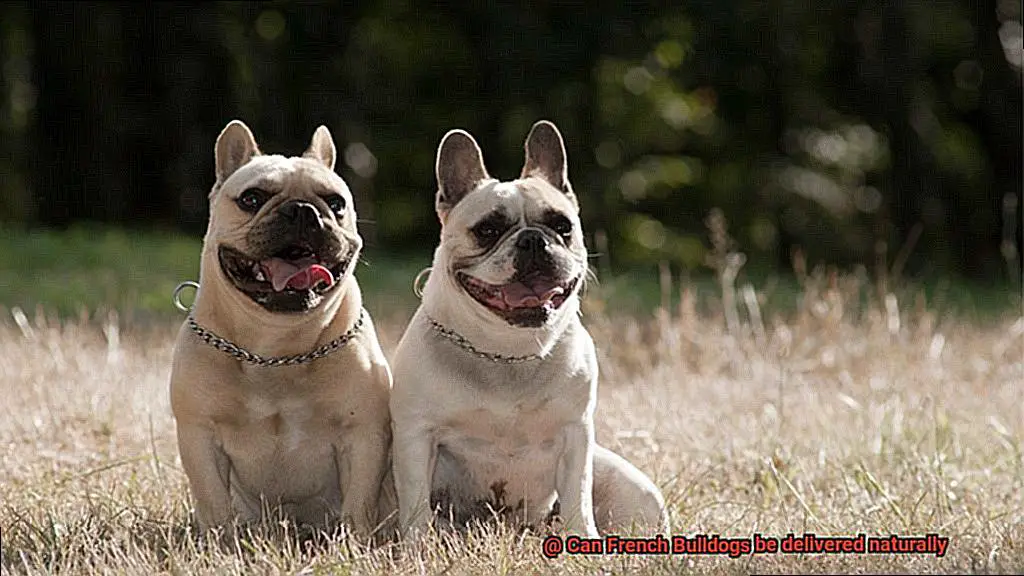 Can French Bulldogs be delivered naturally-3