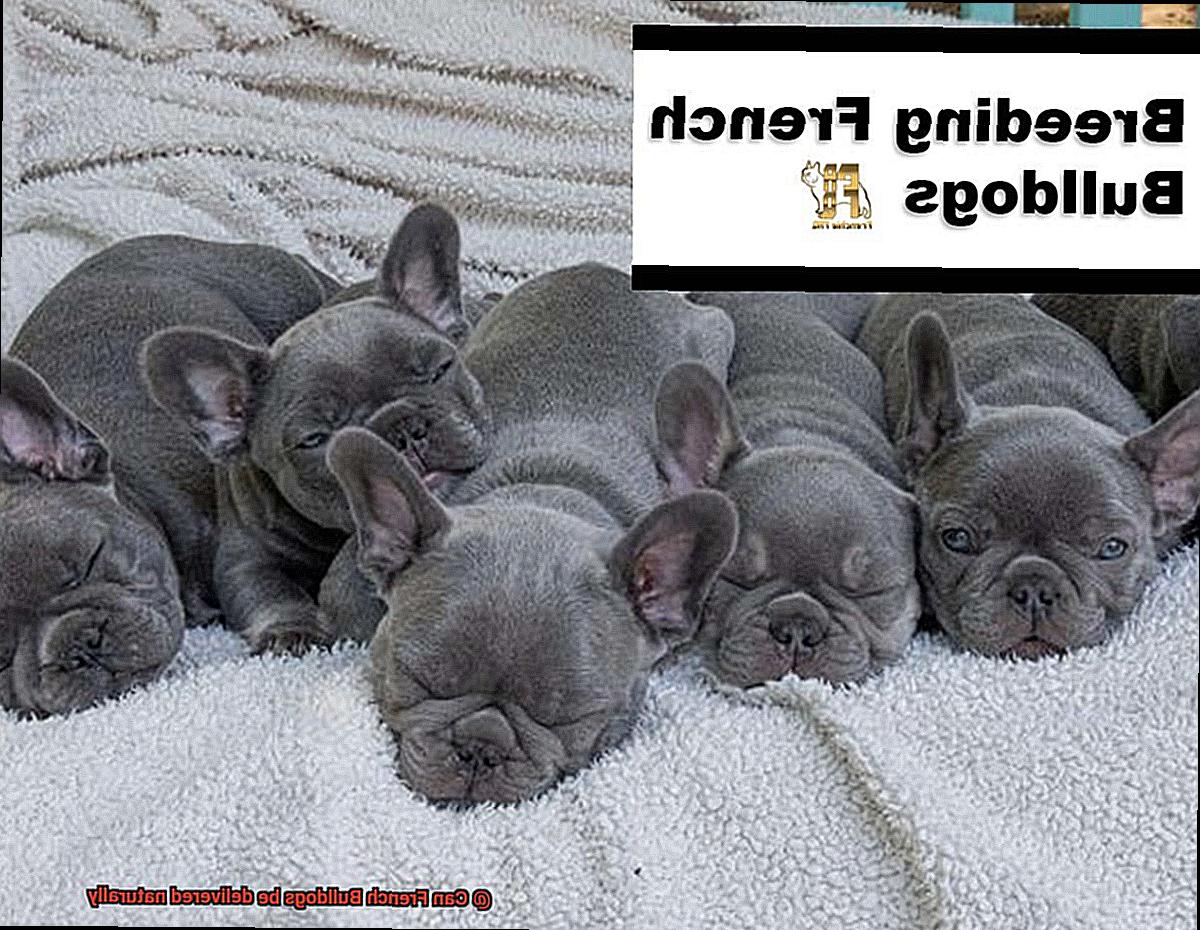 Can French Bulldogs be delivered naturally-6