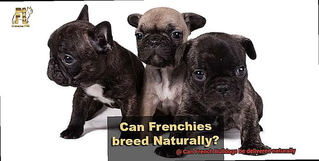 Can French Bulldogs be delivered naturally-4