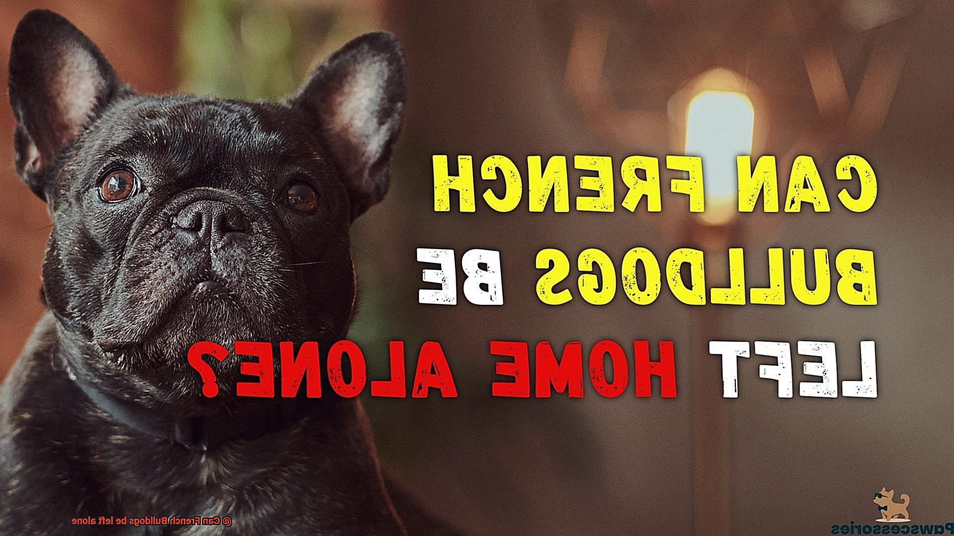 Can French Bulldogs be left alone-3