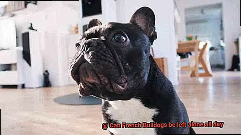 Can French Bulldogs be left alone all day-2