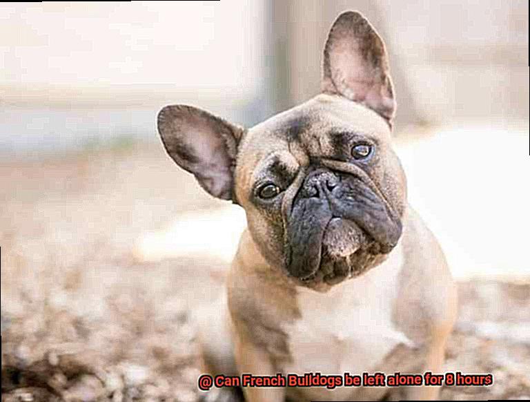 Can French Bulldogs be left alone for 8 hours-2