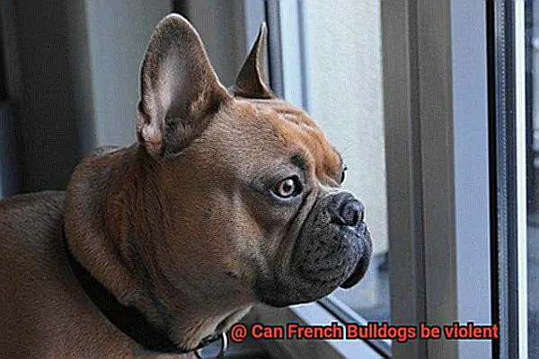 Can French Bulldogs be violent-3