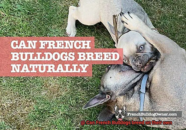 Can French Bulldogs breed on their own-2