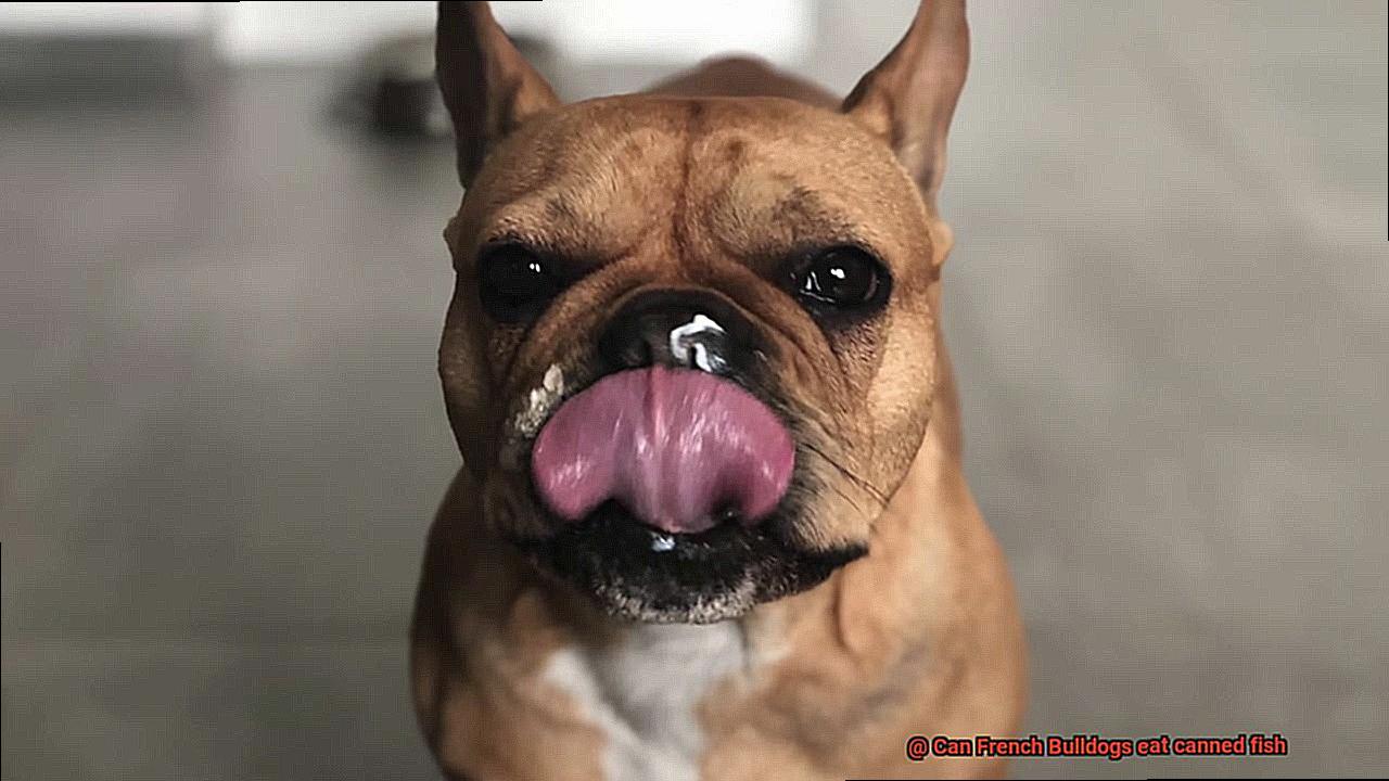 Can French Bulldogs eat canned fish-3