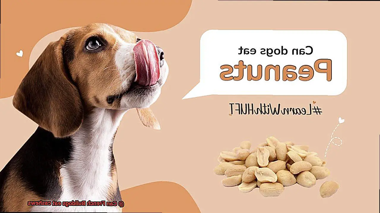 Can French Bulldogs eat cashews-2