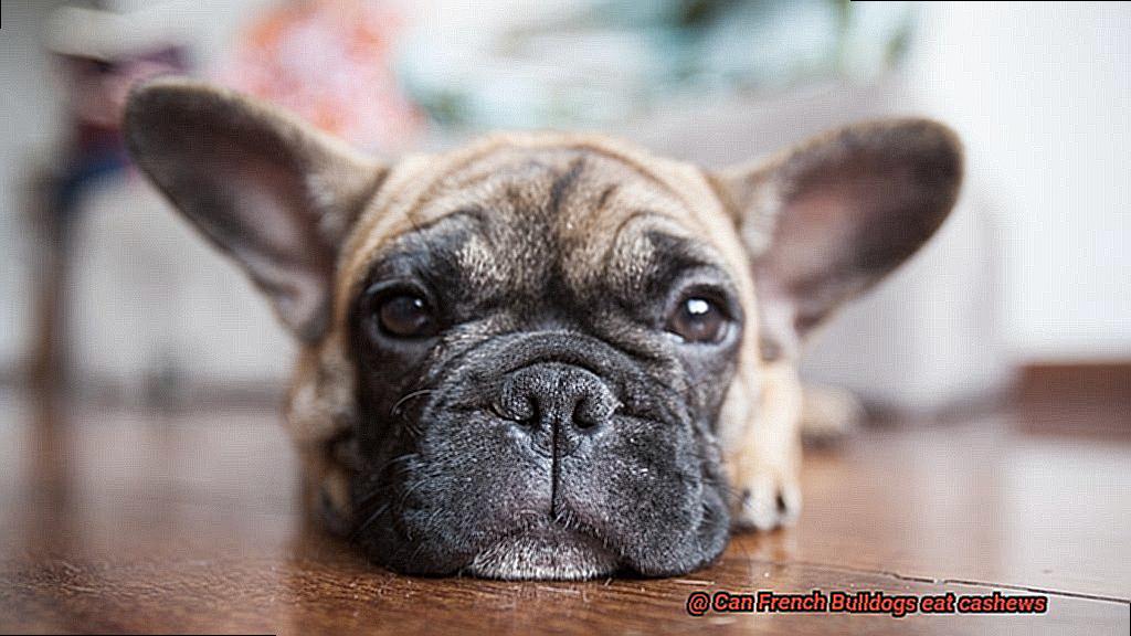 Can French Bulldogs eat cashews-4