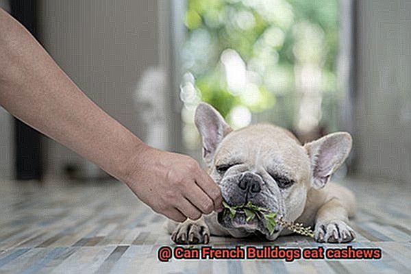 Can French Bulldogs eat cashews-5