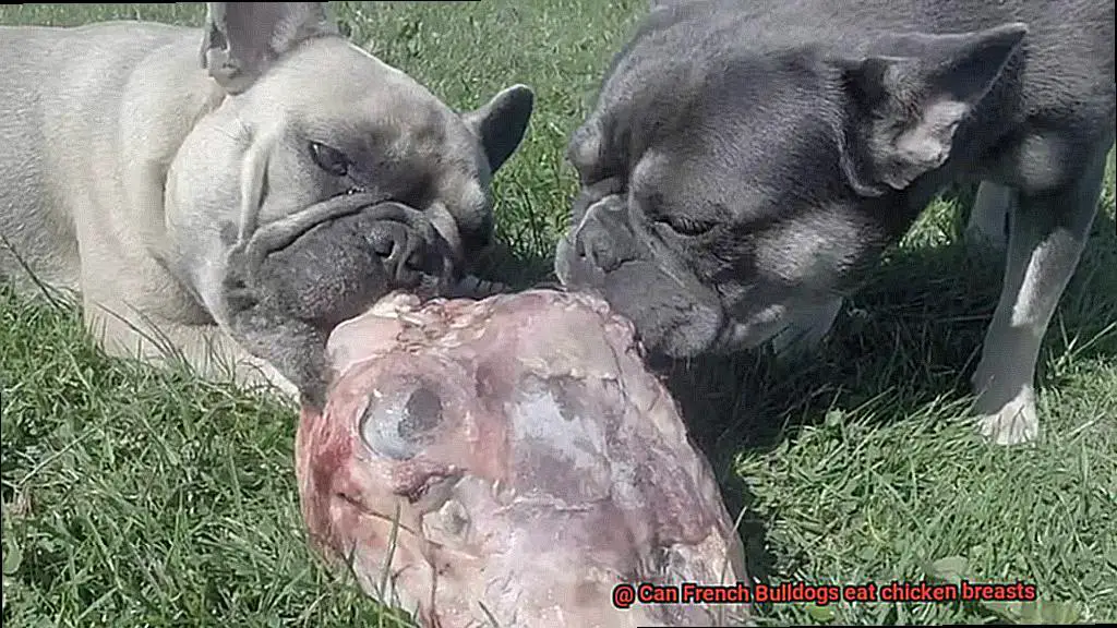 Can French Bulldogs eat chicken breasts-6