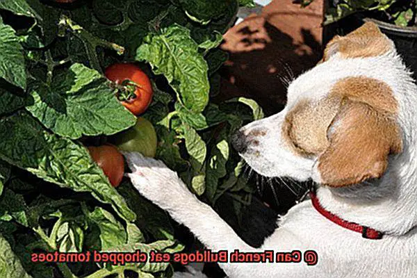 Can French Bulldogs eat chopped tomatoes-2