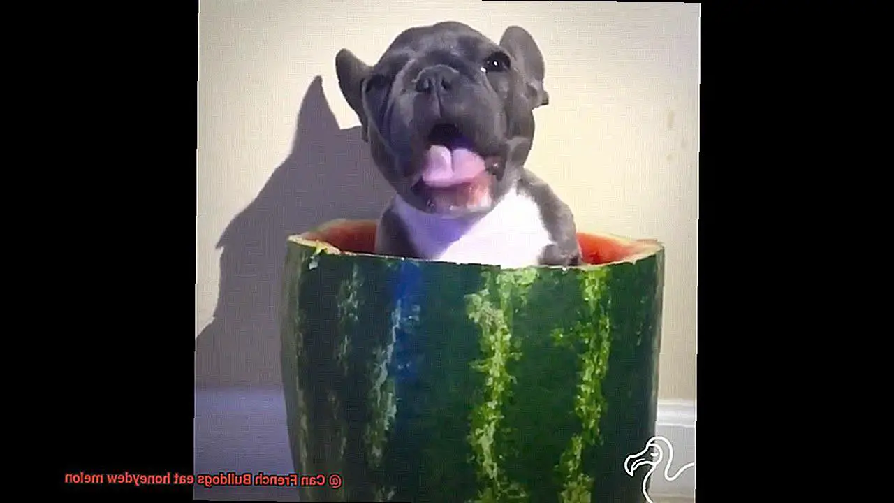 Can French Bulldogs eat honeydew melon-2