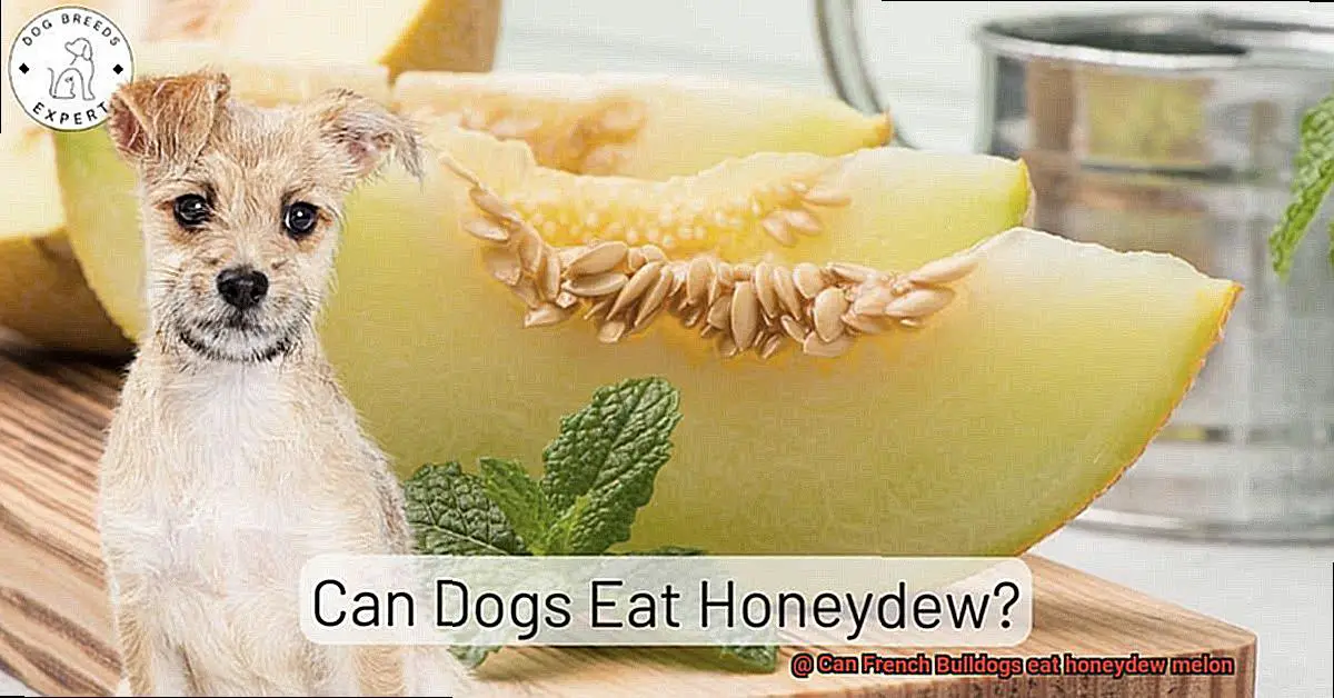 Can French Bulldogs eat honeydew melon-3